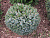 Ель ситхинская 'Зильберцверг' (Picea sitchensis 'Silberzwerg')