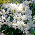 rododendron-kanningems-uajt-rhododendron-cunningham-s-white-sazhenec.jpg