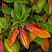 rododendron-rozeum-ehlegans-rhododendron-roseum-elegans-osennij-okras-lista.jpg