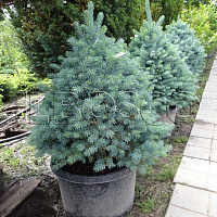 Ель колючая 'Сестер Дварф' (Picea pungens 'Sester Dwarf')