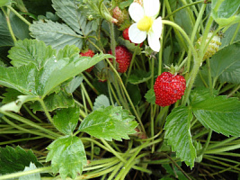 Земляника 'Али-Баба' (Fragaria 'Али-Баба')