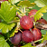 Крыжовник бесшипный 'Сириус' (Ribes 'Сириус')