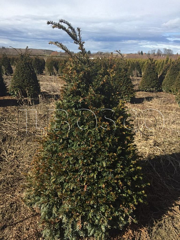 tiss-yagodnyj-zold-taxus-baccata-zold-derevo.jpg