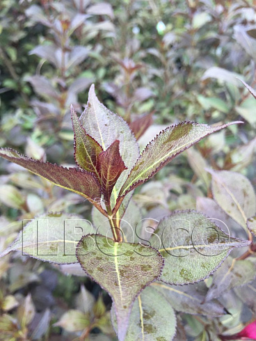 vejgela-viktoriya-weigela-victoria-listya.jpg