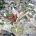 vejgela-viktoriya-weigela-victoria-listya.jpg