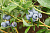 Голубика высокорослая 'Легаси' (Vaccinium corymbosum 'Legasy')