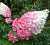 Гортензия метельчатая 'Ангел Блаш' (Hydrangea paniculata 'Angels Blush')
