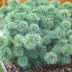 Сосна веймутова 'Радиата' (Pinus strobus 'Radiata')