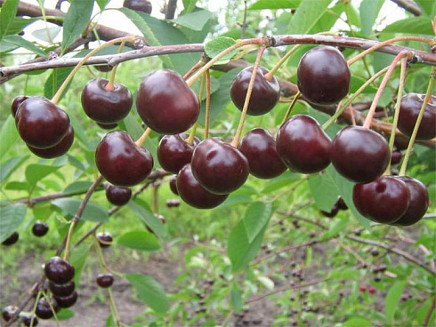 vishnya-obyknovennaya-vladimirskaya-cerasus-vulgaris-vladimirskaya-starinnyj-sort