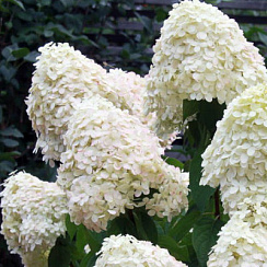 Гортензия метельчатая 'Фантом' (Hydrangea paniculata 'Phantom')