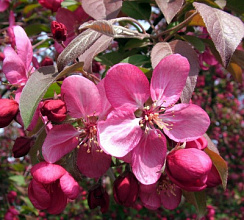 Яблоня декоративная 'Кокцинелла' (Malus 'Coccinella')