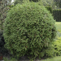 Туя западная 'Вудварди' (Thuja occidentalis 'Woodwardii' )