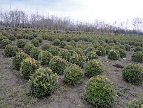 samshit-vechnozelyonyj-buxus-sempervirens-sazhency.jpg