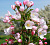 Яблоня декоративная 'Адирондак' (Malus 'Adirondack')