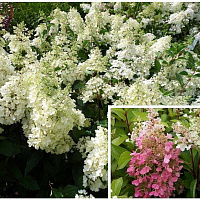 Гортензия метельчатая 'Канделайт' (Hydrangea paniculata 'Candlelight')
