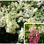 Гортензия метельчатая 'Канделайт' (Hydrangea paniculata 'Candlelight')