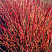 Дерен отпрысковый 'Келсеи' (Cornus stolonifera 'Kelsey')2