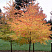 bagryannik-yaponskij-cercidiphyllum-japonicum-osennyaya-okraska.jpg