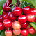 chereshnya-fatezh-prunus-avium-plody-imeyut-desertnyj-vkus