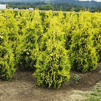 Туя западная 'Йеллоу Риббон' (Thuja occidentalis 'Yellow Ribbon' )