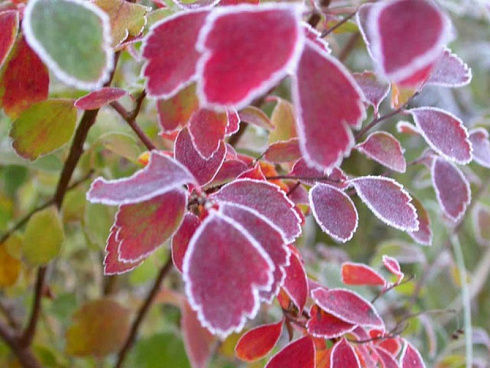 spireya-vangutta-spiraea-vanhouttei-zimnyaya-okraska-listev.jpg