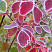 spireya-vangutta-spiraea-vanhouttei-zimnyaya-okraska-listev.jpg