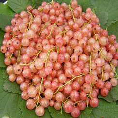 Смородина красная 'Голландская розовая' (Ribes rubrum 'Голландская розовая')