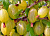 Крыжовник 'Яровой' (Ribes 'Яровой')