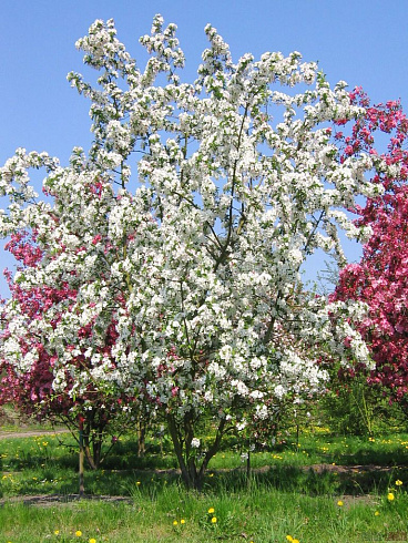 yablonya-dekorativnaya-ehverest-malus-evereste-derevo