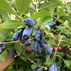 Жимолость съедобная камчатская 'Индиго Джем' (Lonicera kamtscatica 'Indigo Gem')