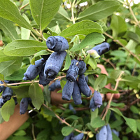 Жимолость съедобная камчатская 'Индиго Джем' (Lonicera kamtscatica 'Indigo Gem')