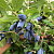 Жимолость съедобная камчатская 'Индиго Джем' (Lonicera kamtscatica 'Indigo Gem')