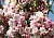 Яблоня декоративная 'Махровая' (Malus 'Махровая')