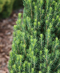 Ель сербская 'Цукерхут' (Picea omorika 'Zuckerhut')