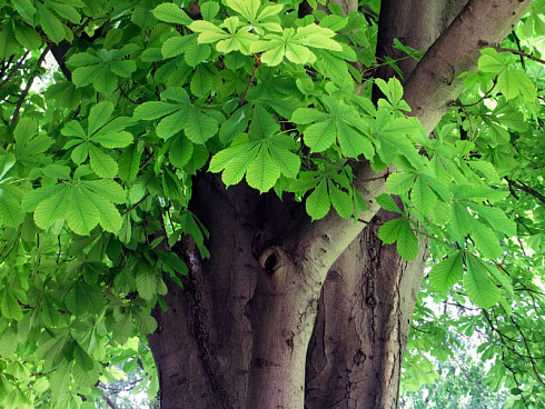 kashtan-konskij-aesculus-hippocastanum-ctvol