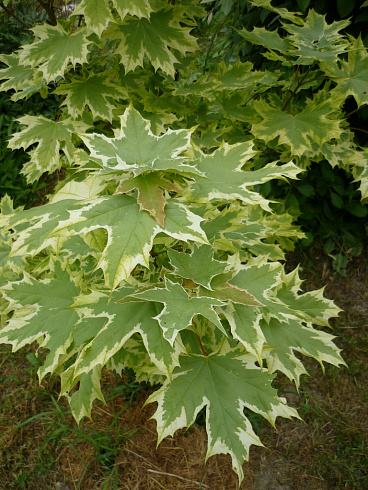 klen-ostrolistnyj-drummonda-acer-platanoides-drummondii-listva.