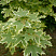 klen-ostrolistnyj-drummonda-acer-platanoides-drummondii-listva.