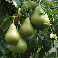 Груша обыкновенная 'Осенняя Яковлева" (Pyrus communis 'Осенняя Яковлева')