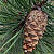 Сосна обыкновенная 'Норска' (Pinus sylvestris 'Norska')