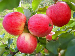 Яблоня домашняя 'Мельба' (Malus domestica 'Мельба')