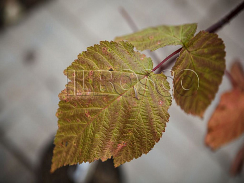 malina-obyknovennaya-gerakl-rubus-idaeus-osennyaya-okraska-lista.jpg