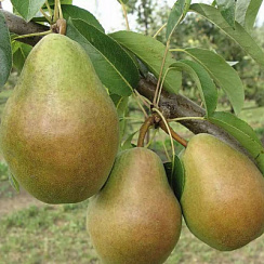 Груша обыкновенная 'Просто Мария' (Pyrus communis 'Просто Мария')