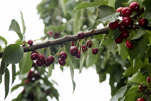 chereshnya-iput-prunus-avium-iput-sladkaya-sochnaya-myakot