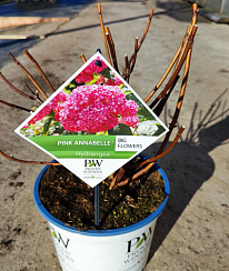 Гортензия древовидная 'Пинк Анабель' (Hydrangea arborescens 'Pink Annabelle')
