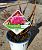 Гортензия древовидная 'Пинк Анабель' (Hydrangea arborescens 'Pink Annabelle')