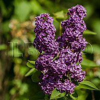 Сирень обыкновенная 'Памяти Людвига Шпета' (Syringa vulgaris 'Andenken an Ludwig Spath')