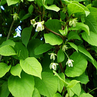 Лимонник китайский (Schisandra chinensis)