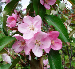 Яблоня декоративная 'Ола' (Malus 'Olal')