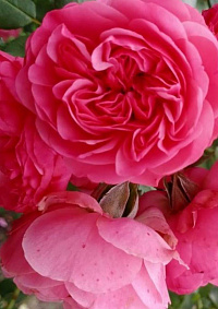 Роза 'Сангрия' (Rose 'Sangria')