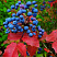 magoniya-padubolistnaya-mahonia-aquifolium-vechnozelyonyj-kustarnik